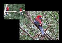  Pretty parrots in the Dandenong Range on the east side of Melbourne